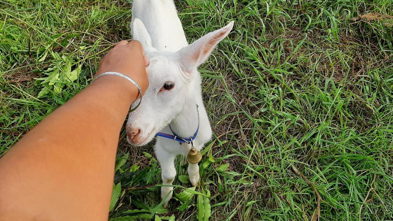 Quinta Das Primas Lomba  Esterno foto